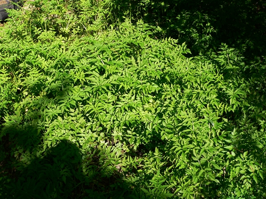 {Oenanthe javanica}